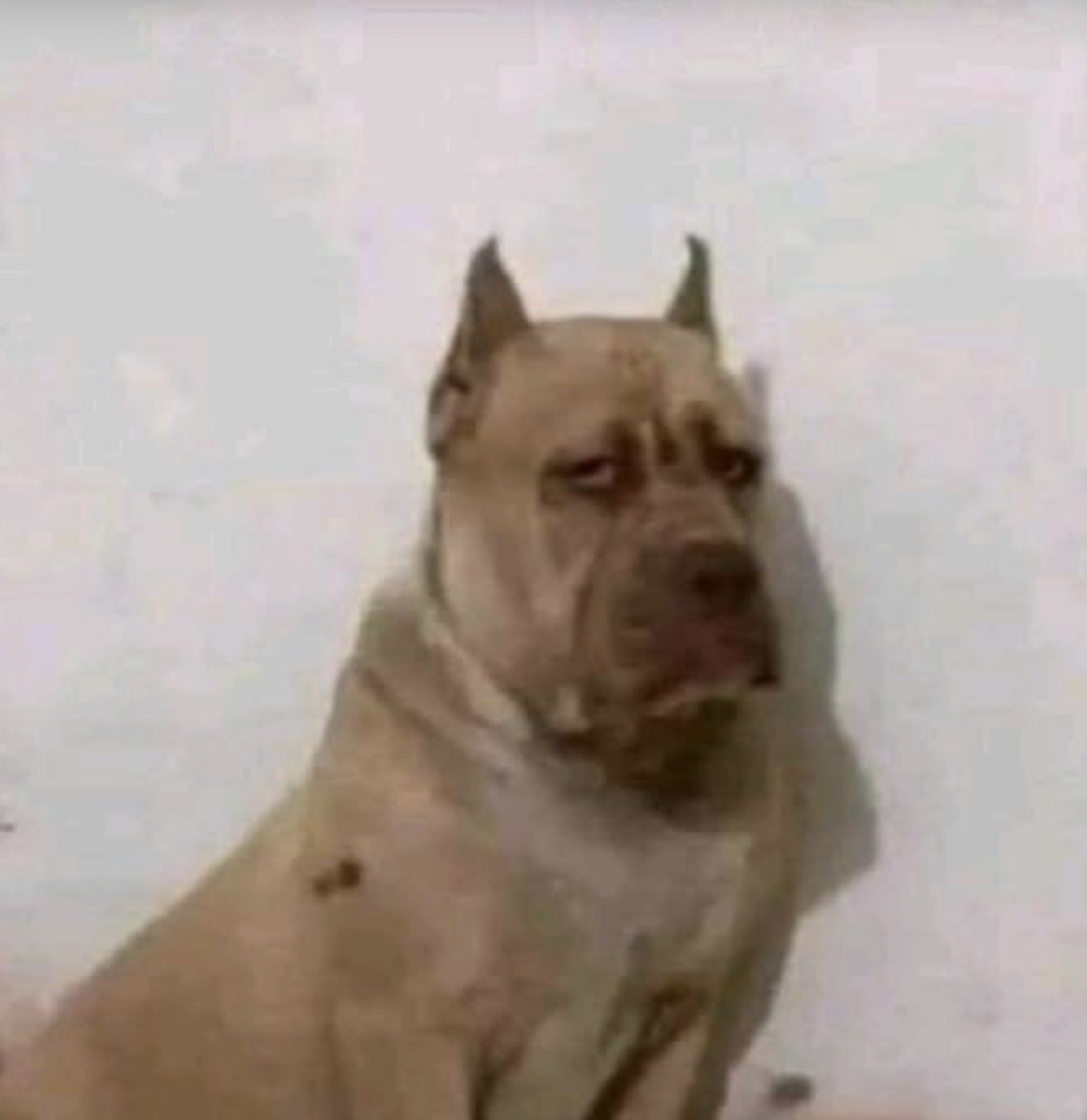 Perro